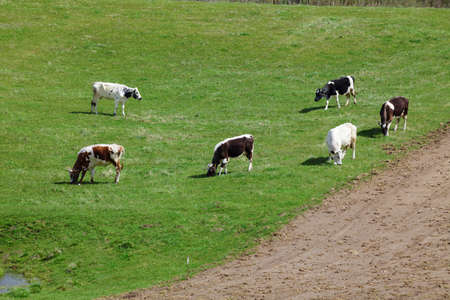 Cows on green pastureの写真素材