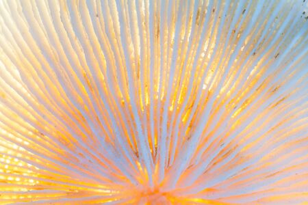 Macro image of backlit coral coreの写真素材