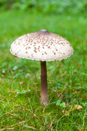 Shapely parasol mushroom on green grassの写真素材