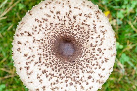 Shapely parasol mushroom on green grass top view backgroundの写真素材