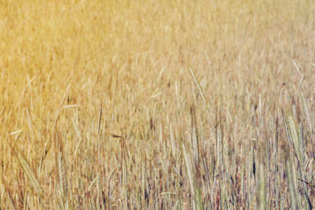 Field of grain, sunset style imageの写真素材