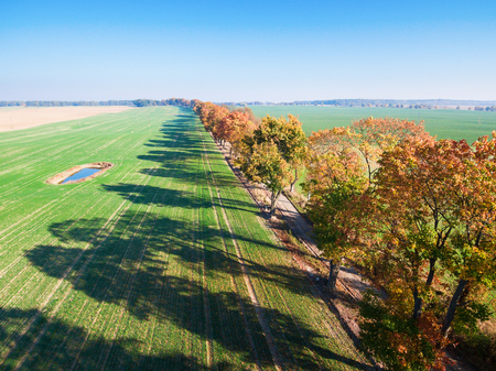 Alley of autumn trees among green fields in countrysideの写真素材