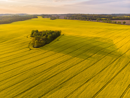 Heart of a nature, aerial view of distant heart shaped forest among yellow colza field at sunsetの写真素材
