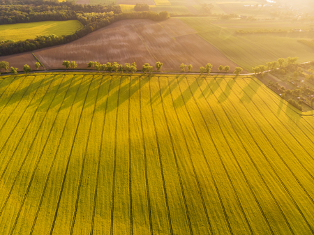 Aerial view of yellow canola field and distant country road, tree line with long shadows at sunriseの写真素材