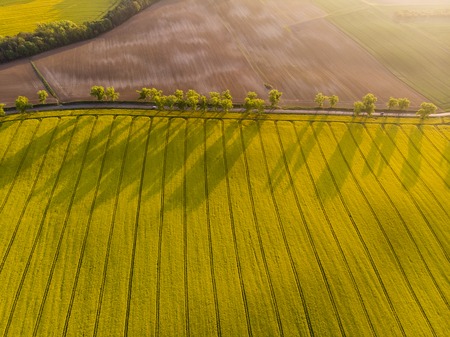 Aerial view of yellow canola field and distant country road, tree line with long shadows at sunriseの写真素材