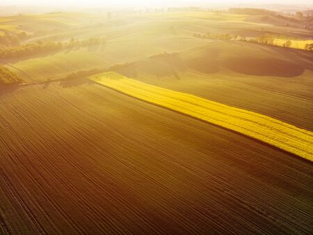 Aerial view of sunrise ofer yellow colza and green grain field