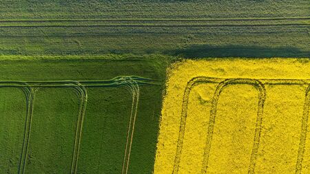 To down aerial view of yellow canola and green grain fieldsの写真素材