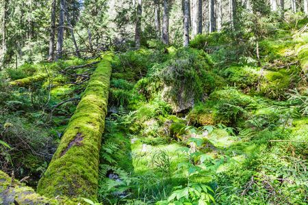 Green old forest with moss and fallen treeの写真素材