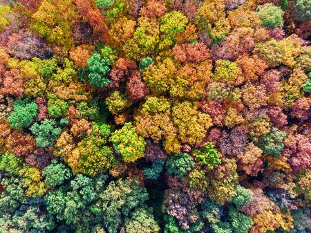 Aerial view of colorful autumn forest, view from directly aboveの写真素材