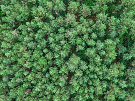 Green pine forest top down imageの写真素材