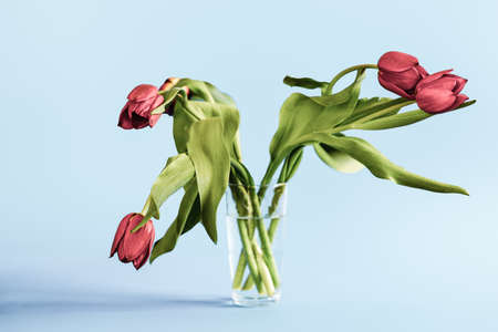 Wilted tulip flowers in the glass against blue background