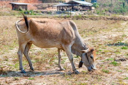 Kho-Lan cows on pasture in Thai villageの写真素材
