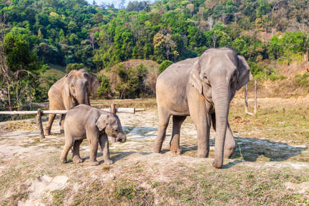 Elephant family looking at cameraの写真素材