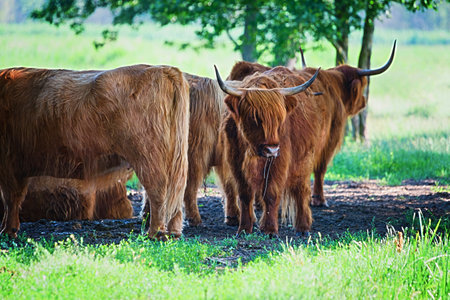 Highland cattle cows family on pasture, having a rest in cool shadow under trees. These animals have...