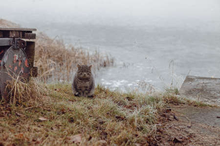 Sat tubby cat sitting on the bank of frozen lake, dark depressing winter landscapeの写真素材