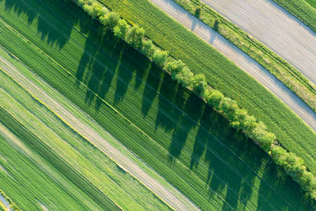 Green rapeseed cultivation aerial landscape, faded colza flowers, agriculture themeの写真素材