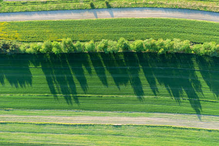 Green rapeseed cultivation aerial landscape, faded colza flowers, agriculture theme