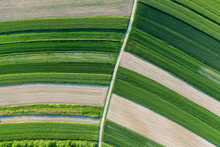 Green rapeseed cultivation aerial landscape, faded colza flowers, agriculture theme