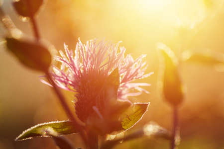 Winter meadow at sunrise, flowers and grass lit by morning sunの写真素材