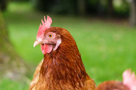 Rhode Island Red chicken closeupの写真素材
