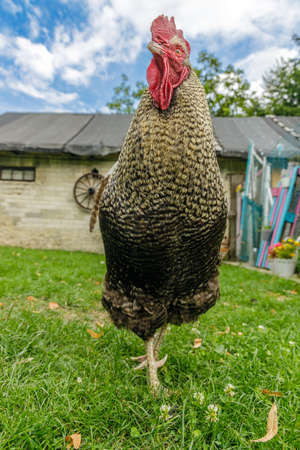 Rooster on backyard against farm building, dynamic rural sceneの写真素材