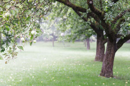 Moody apple orchardの写真素材