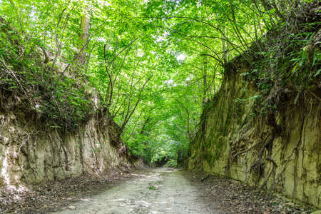 Ravine covered by green forestの写真素材