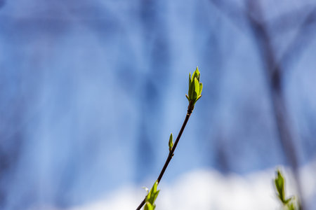 Spring forest landscape, young leaf buds on a branch against blue skyの写真素材