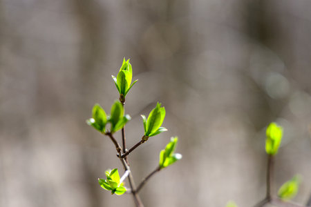 Spring forest landscape, young leaf buds on a branchの写真素材