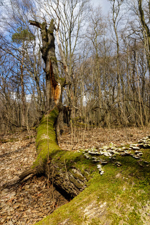Spring forest landscape, fallen tree covered with mossの写真素材