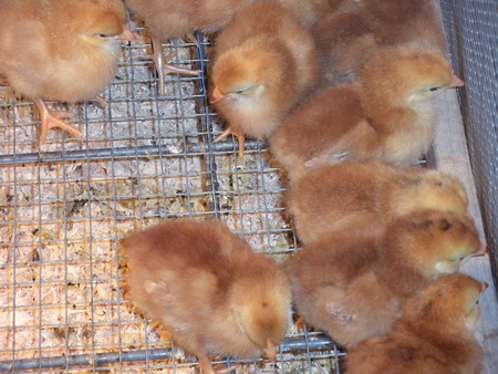 LEWISTON/IDAHO/USA _ _Easter ducks and chicken chicks for sale at D&B Farm and Home  17 March 2011                 のeditorial素材