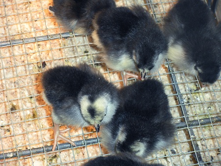 LEWISTON/IDAHO/USA _ _Easter ducks and chicken chicks for sale at D&B Farm and Home  17 March 2011                 のeditorial素材