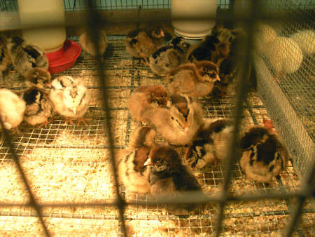 LEWISTON/IDAHO/USA _ _Easter ducks and chicken chicks for sale at D&B Farm and Home  17 March 2011                 のeditorial素材