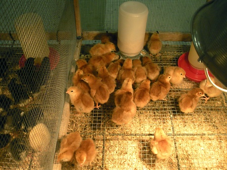 LEWISTON/IDAHO/USA _ _Easter ducks and chicken chicks for sale at D&B Farm and Home  17 March 2011                 のeditorial素材