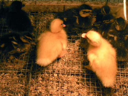 LEWISTON/IDAHO/USA _ _Easter ducks and chicken chicks for sale at D&B Farm and Home  17 March 2011                 のeditorial素材