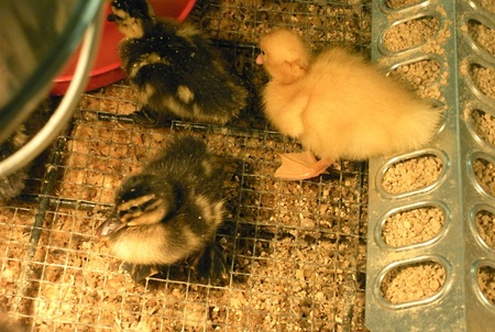 LEWISTON/IDAHO/USA _ _Easter ducks and chicken chicks for sale at D&B Farm and Home  17 March 2011                 のeditorial素材