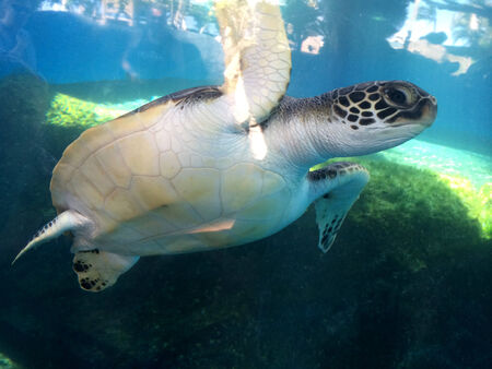 MAUI / HAWAII/ USA-Turtle animal        19    NOVEMBER 2014のeditorial素材