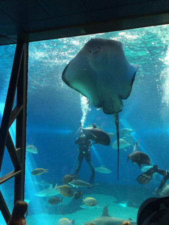 MAUI / HAWAII/ USA-Turtle animal        19    NOVEMBER 2014のeditorial素材