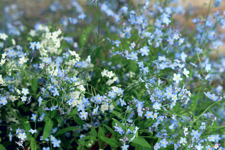 Small and blue flowers forget - me - not for love