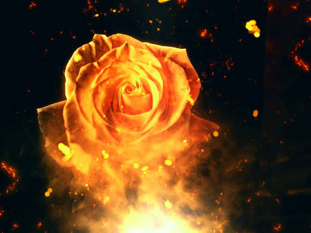Decorative fantasy - rose in fireの写真素材