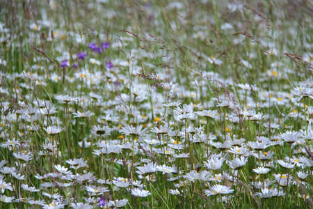 Daisy, meadows flowersの写真素材