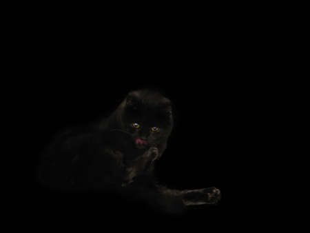 black cat on the black background