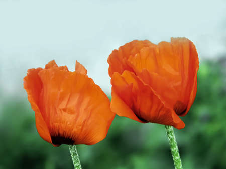 two red poppiesの写真素材