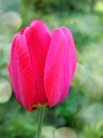 red poppy on the green natural background