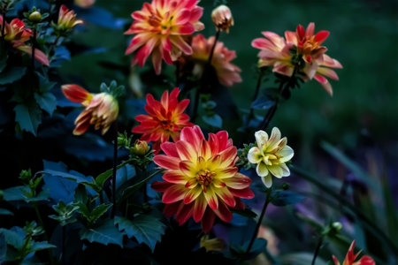 - 1. autumn flowers bicolor dahlias in the gardenの写真素材