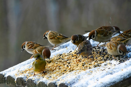 - small birds - sparrows, titmouse  in the winter