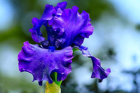 - blue iris on a blue blur backgroundの写真素材