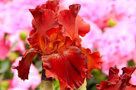 red iris - a beautiful garden flower in summer