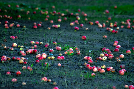 - harvest in autumn - apples that have fallen to the groundの写真素材