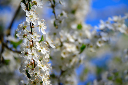 - a blooming small branch of a cherry tree on a sunny day